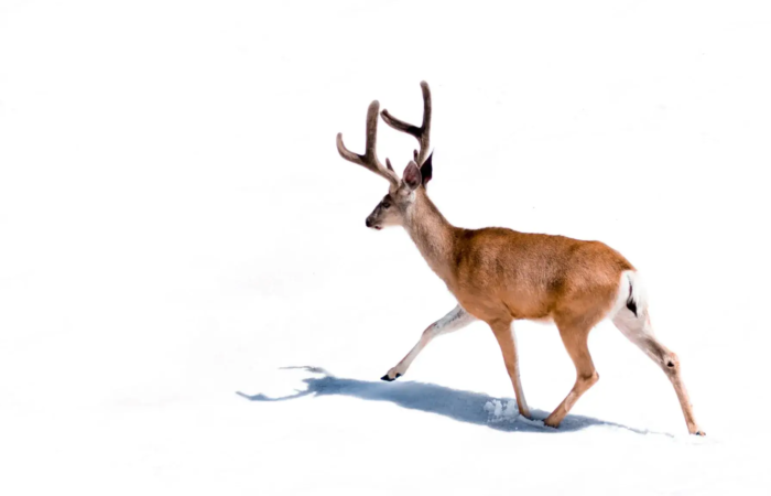 Method Marketing | The Best Christmas Marketing Campaigns